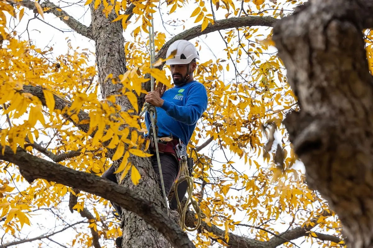 Skilled Tree Disease Treatment crew working in Iola
